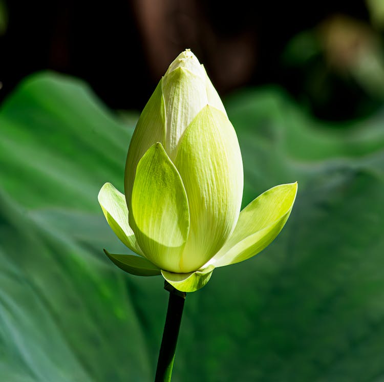 Delicate Lotus Flower