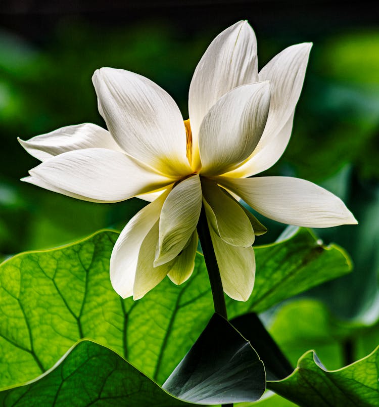 White Lotus Flower