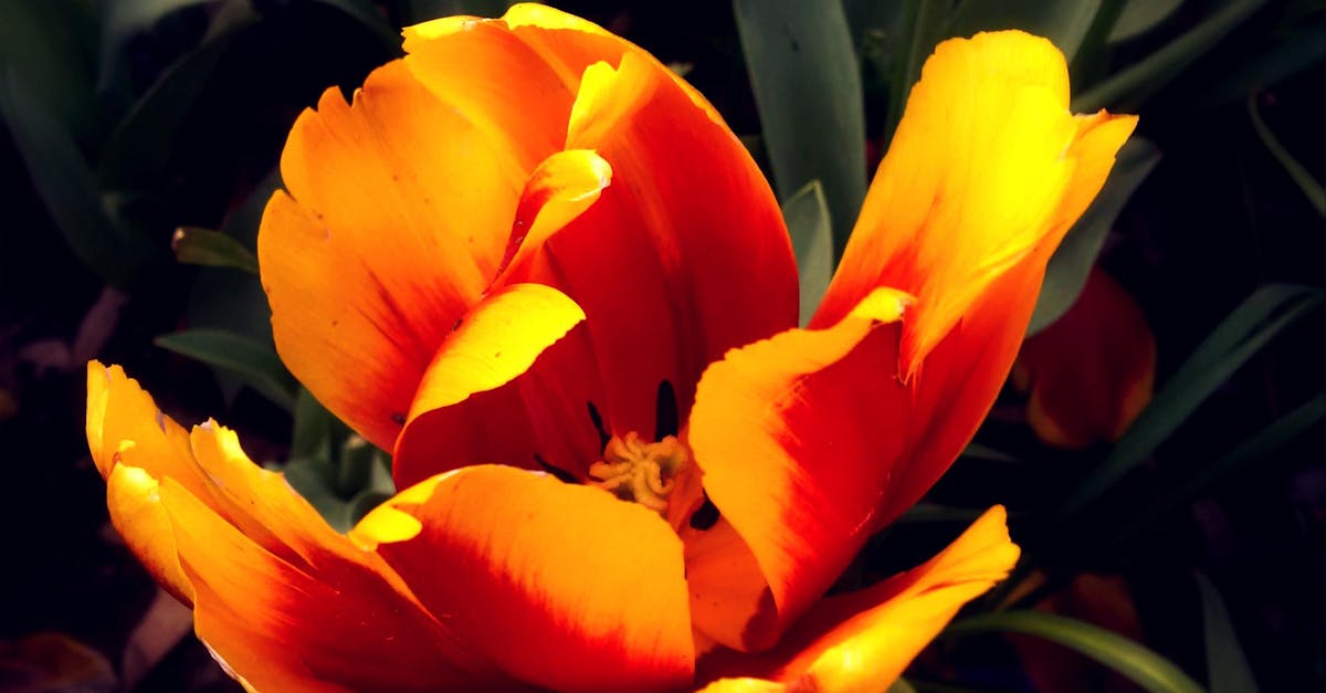 Free stock photo of beautiful flowers, flower, orange flower