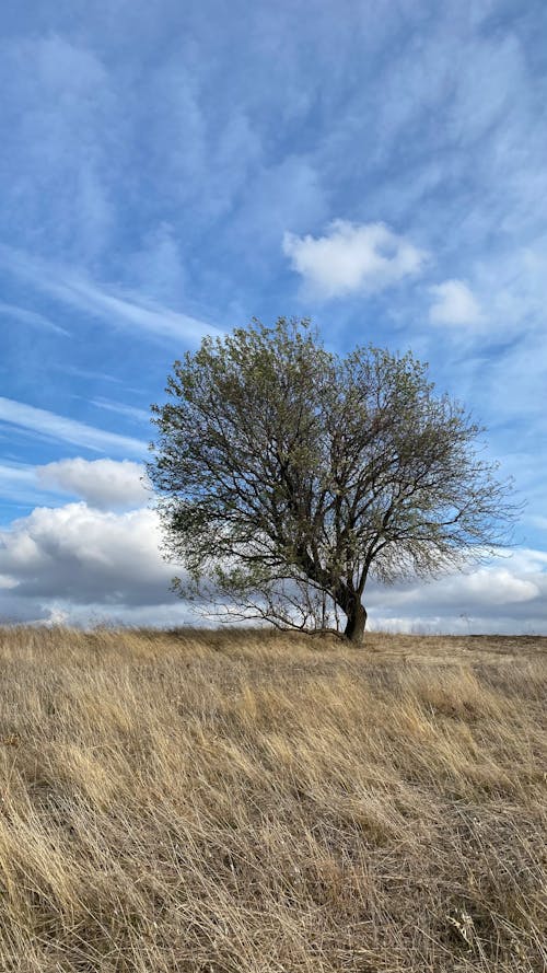 ağaç, bekar, çayır içeren Ücretsiz stok fotoğraf