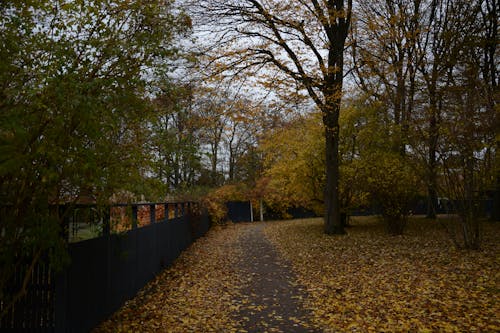 Alley in Park in Autumn