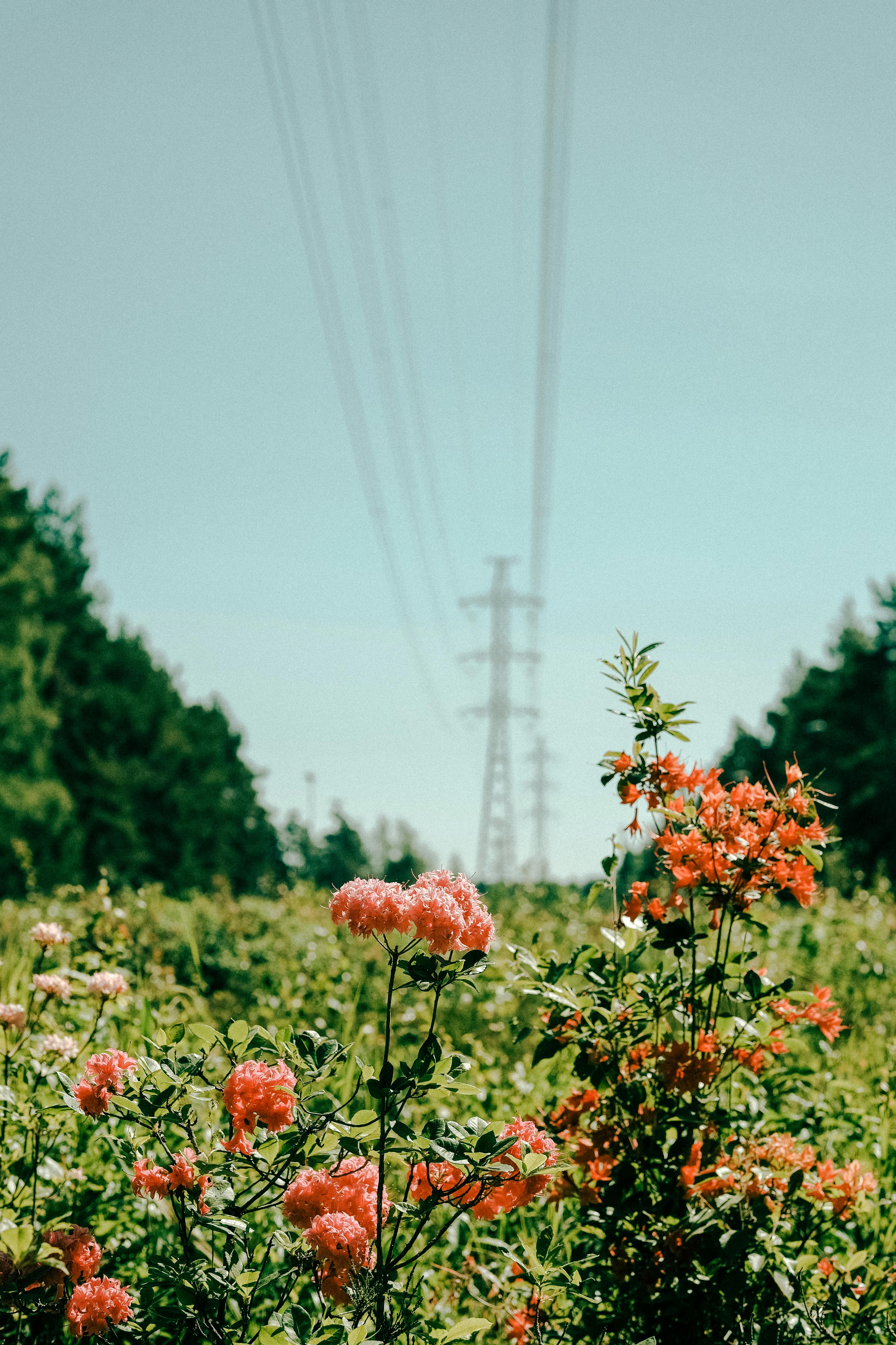 Colorful flowers in a rural meadow against power lines under a clear sky.