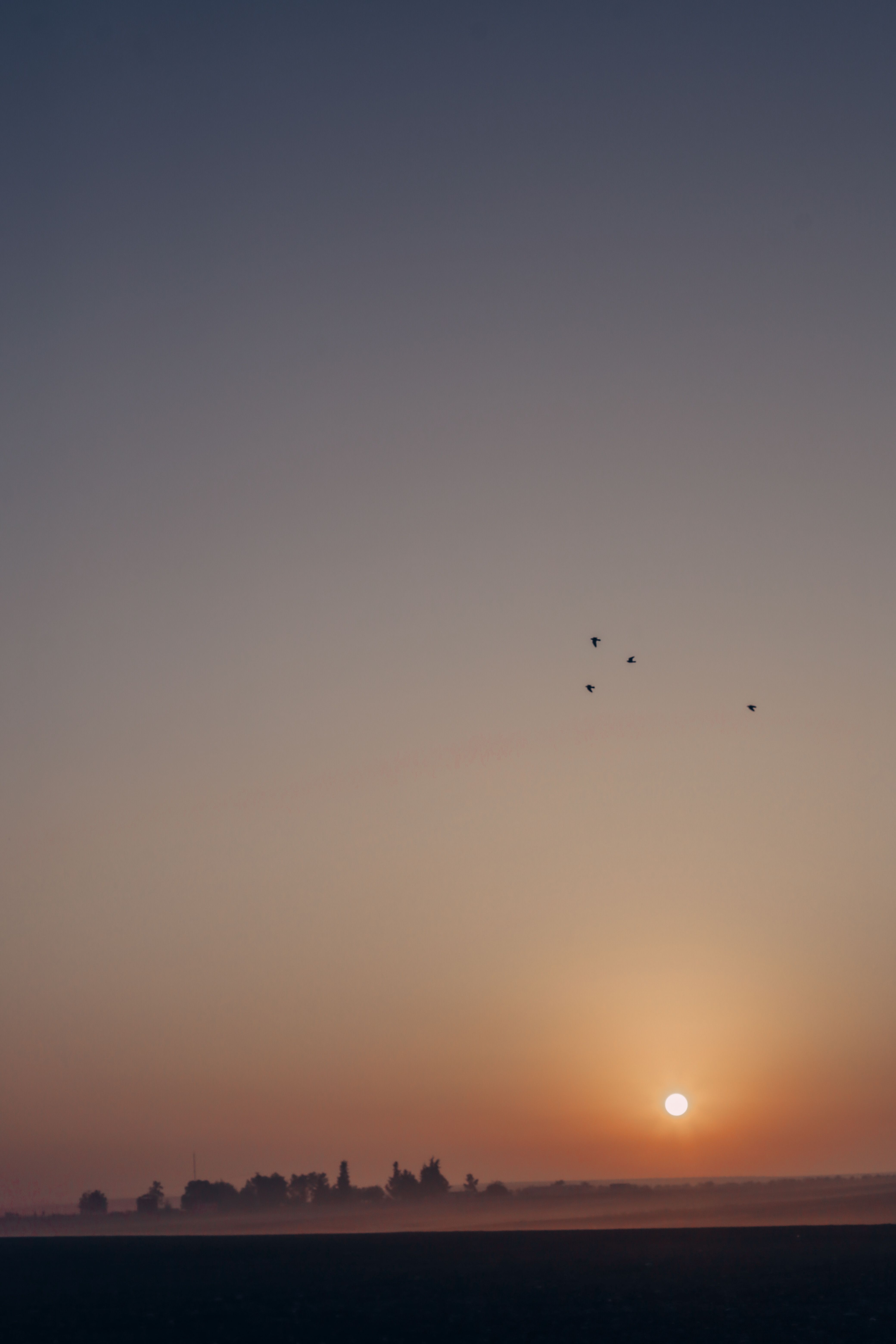 Peaceful sunrise with birds flying over misty fields, creating a tranquil silhouette scene.