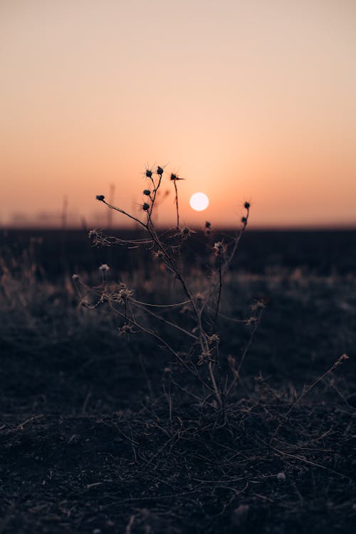 Shrubs on a Field During Sunset