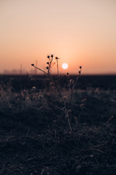 A breathtaking sunset over a serene, dry landscape with silhouetted plants for a tranquil ambiance.