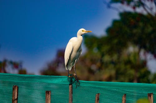Cattle Egret photography 