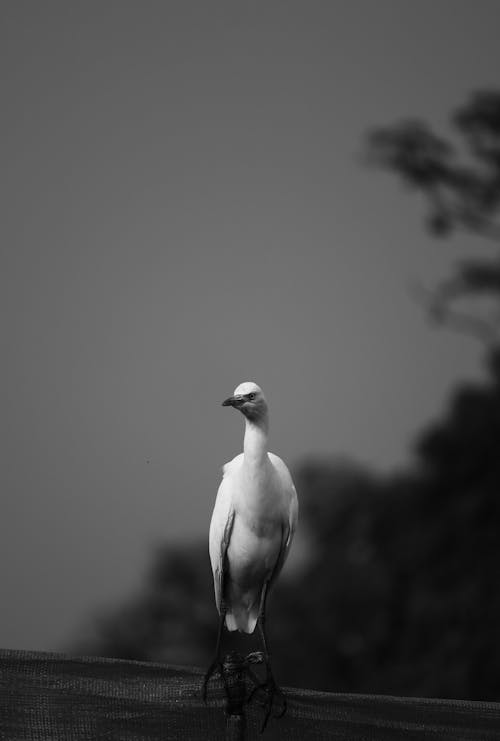 Egret in Black and White