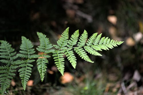 Close-up of a Green Fern Leaf 