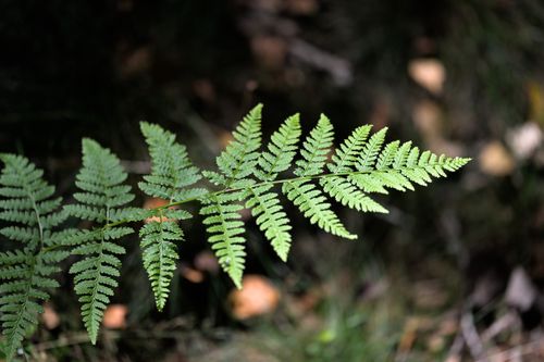 Free Detailed view of a green fern leaf showcasing natural beauty in a Swiss forest. Stock Photo