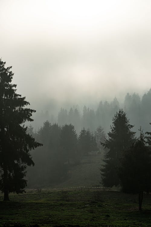 Foto profissional grátis de árvores, conífera, coníferas