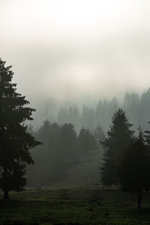 Free Serene mist covering a coniferous forest landscape in Gheorgheni, Romania. Stock Photo