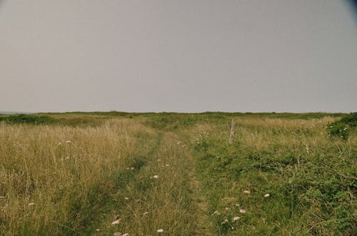 Darmowe zdjęcie z galerii z kwiaty, łąka, pole