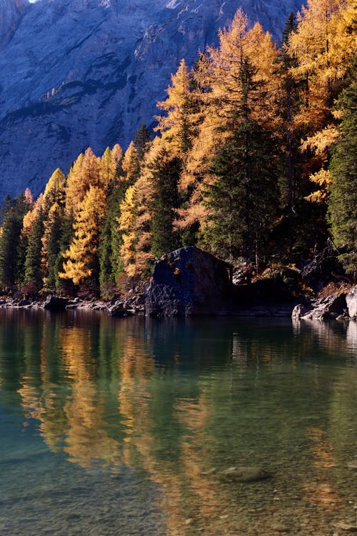 Fotos de stock gratuitas de arboles, bosque, fondo de pantalla para el móvil