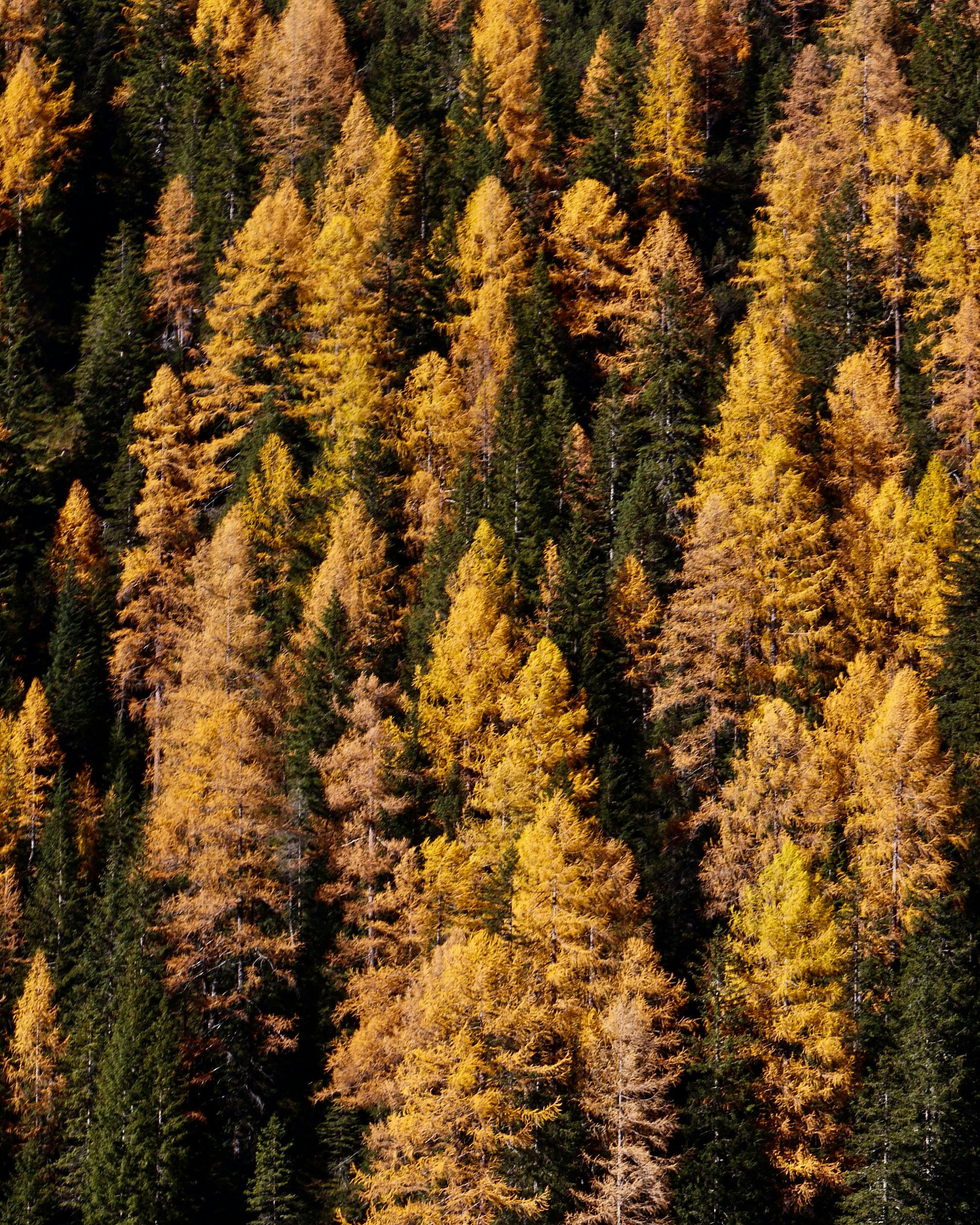 Golden Trees in a Forest · Free Stock Photo