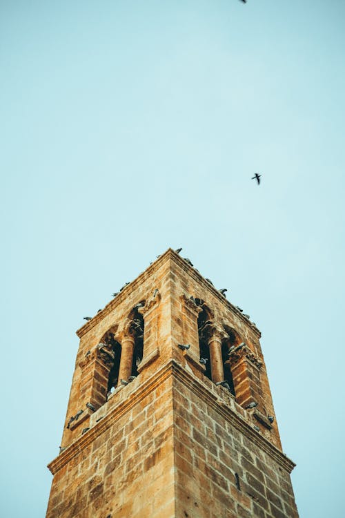 Birds on Stone Tower
