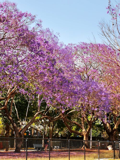 View of Trees with Purple Flowers in a Park 