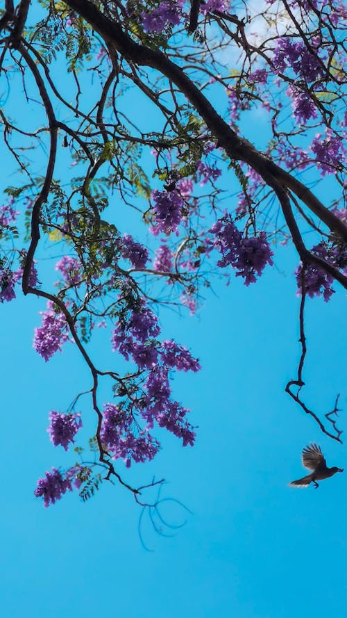 Ingyenes stockfotó Ausztrália, brisbane, jacaranda témában