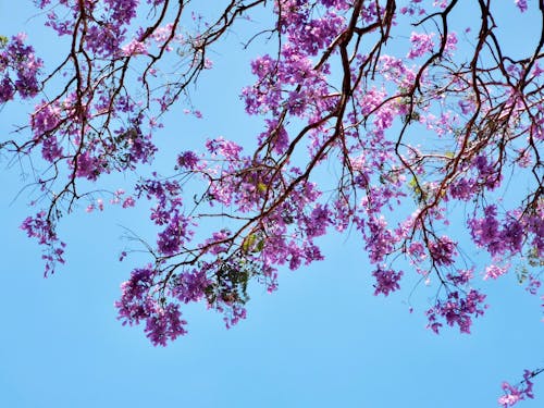 Ingyenes stockfotó brisbane, jacaranda témában