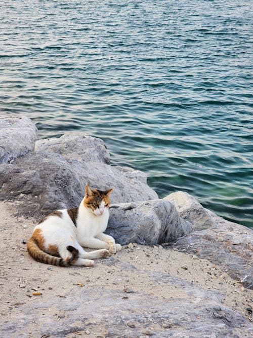 Cat on a Shore 