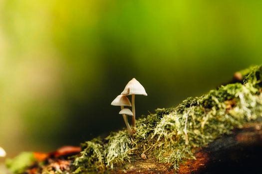 mushroom / herb