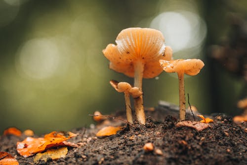 Immagine gratuita di avvicinamento, fresco, funghi