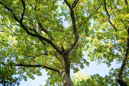 Free Upward view of lush oak tree canopy filtering sunlight in a vibrant forest setting. Stock Photo