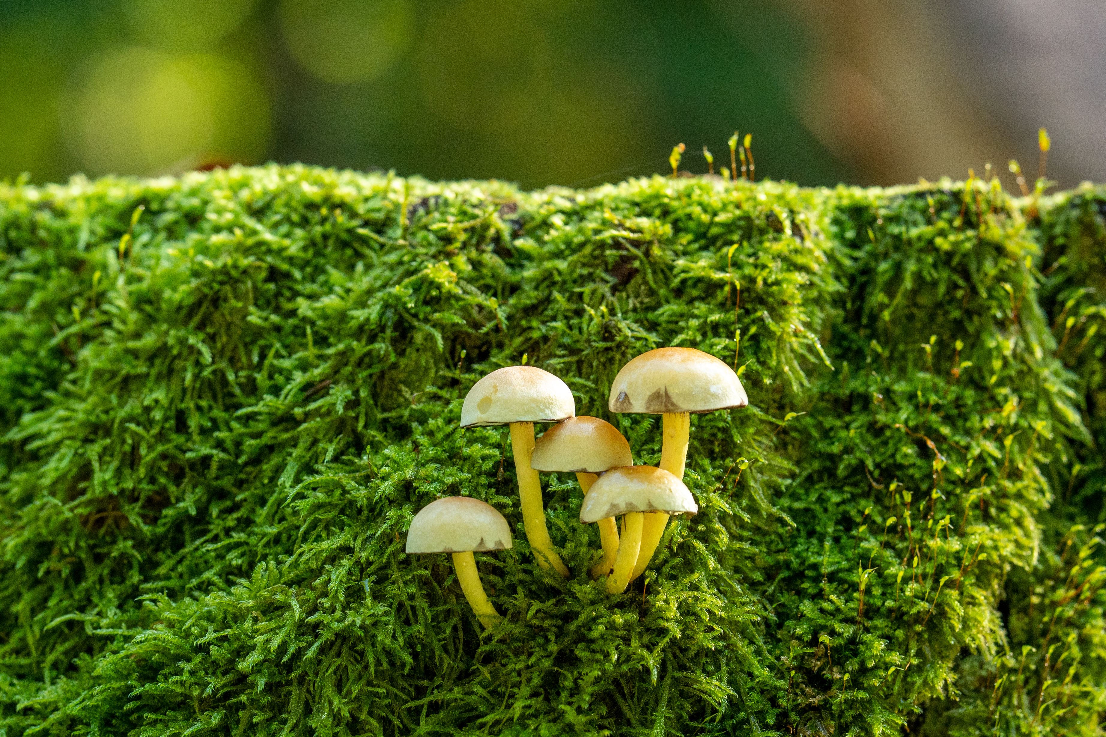 Mecanismos moleculares divergentes na conversão de biomassa vegetal por fungos