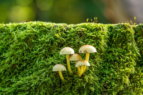 Wild Mushrooms Growing on Green Moss