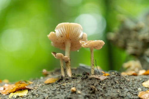Close up of Mushrooms