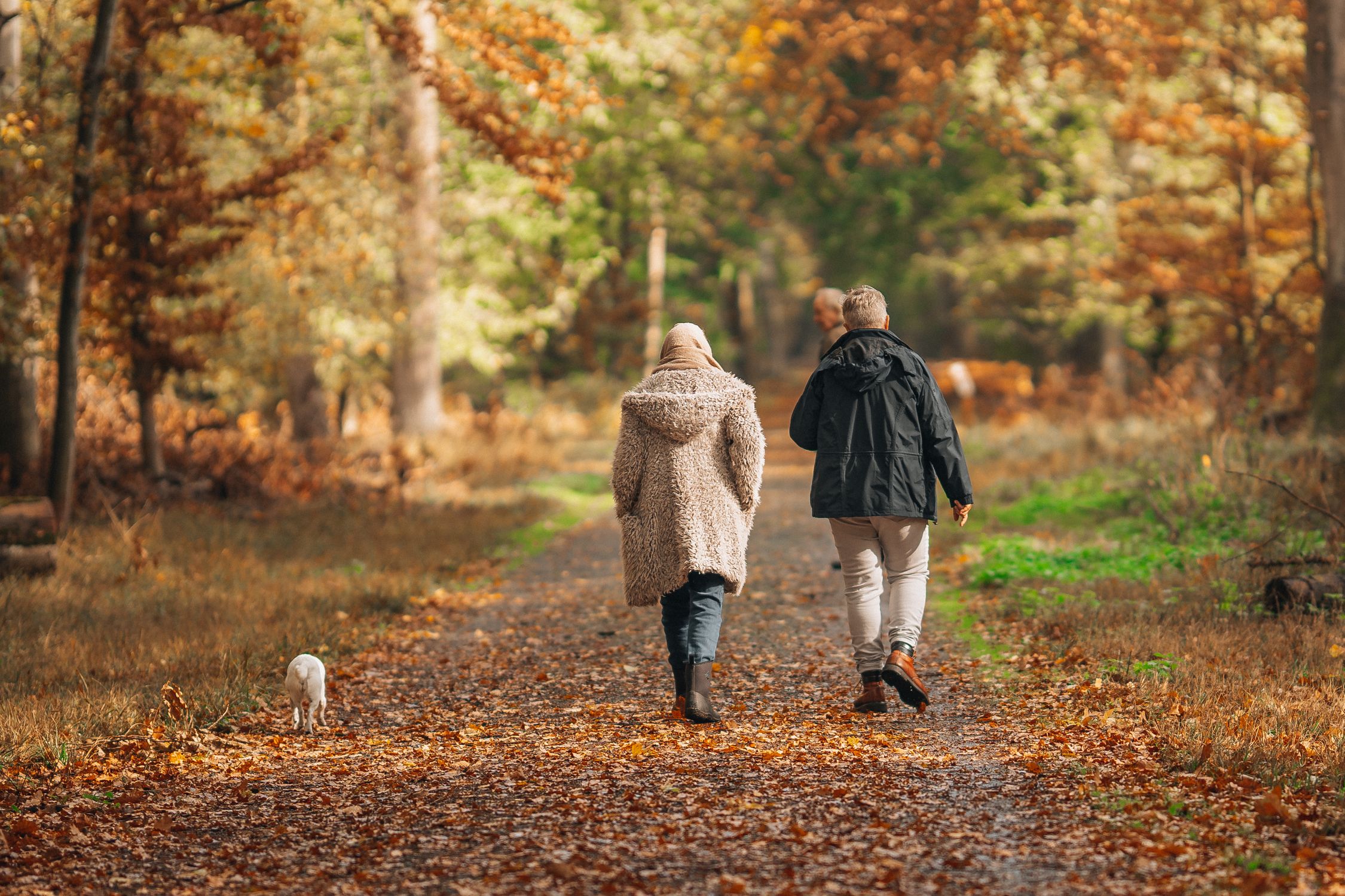 Couple Walking Together with Dog in Forest in Autumn · Free Stock Photo