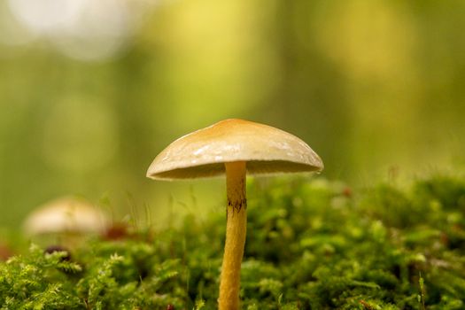 Sulphur Tuft Mushroom among Moss