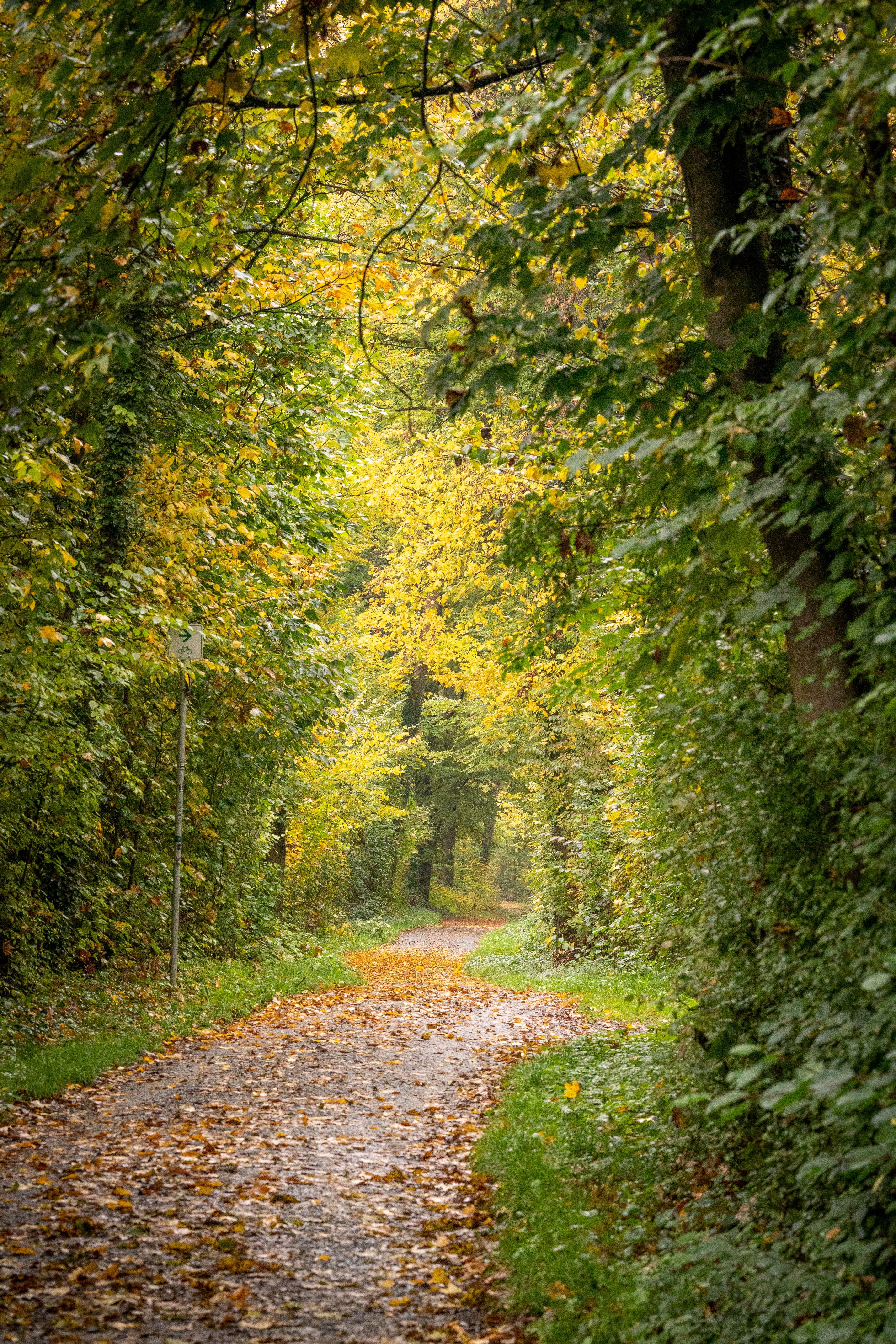 Green Trees around Dirt Road in Forest in Autumn · Free Stock Photo