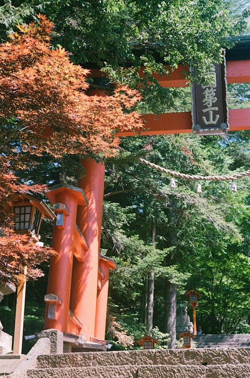 Trees and a Traditional Gate to a Garden