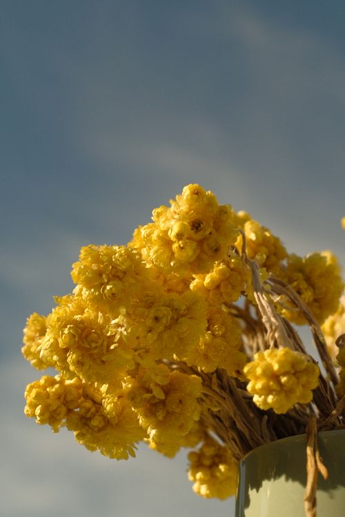 Free Bright yellow flowers in a vase set against a clear blue sky, perfect for a summer theme. Stock Photo