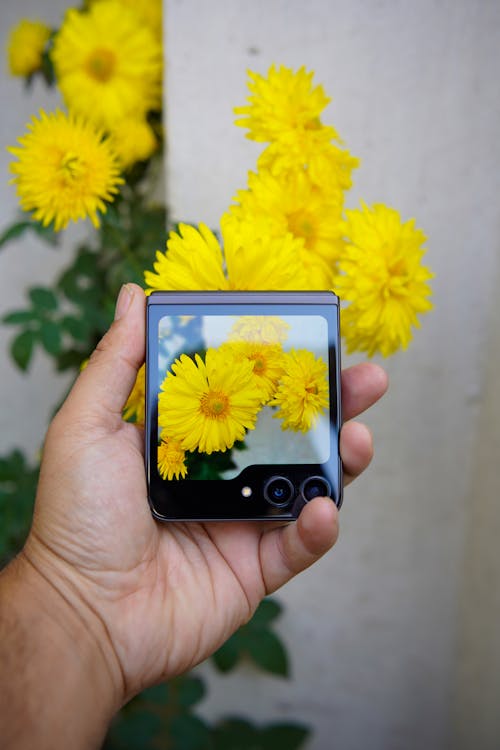 Foto d'estoc gratuïta de decoració, flors, fotografiar