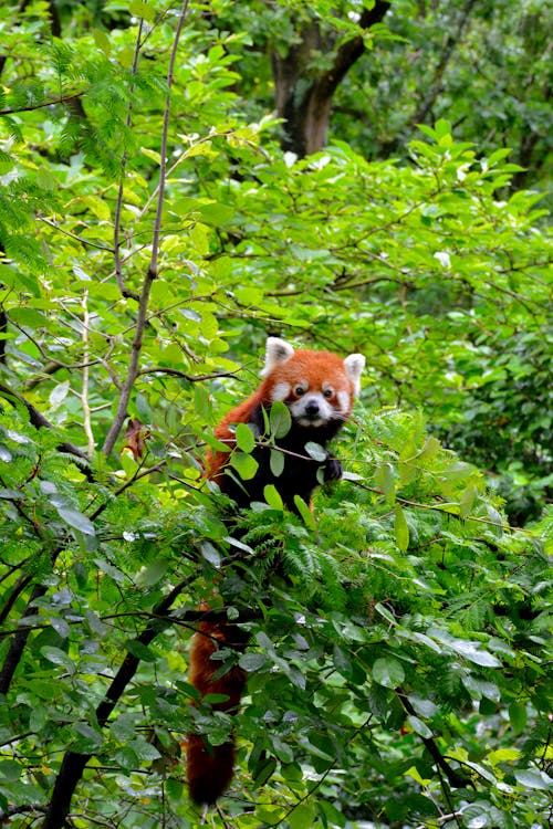 ağaç, kızıl panda, küçük panda içeren Ücretsiz stok fotoğraf