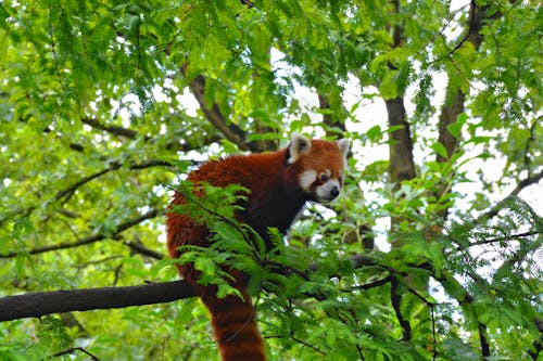 ağaç, kızıl panda, küçük panda içeren Ücretsiz stok fotoğraf