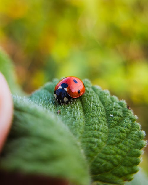 Close-up of a Ladybird on a Leaf 
