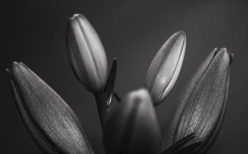 Free Tulips in Black and White Stock Photo