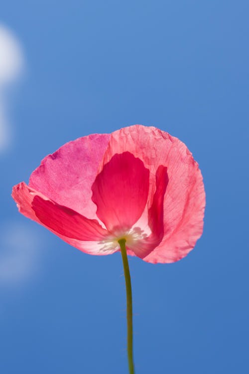 Foto stok gratis alam, berwarna merah muda, bunga