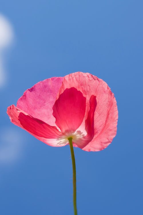 Free Close-up of a bright pink poppy flower with delicate petals against a clear blue sky. Stock Photo
