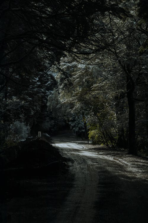 Základová fotografie zdarma na téma hluboký, les, prázdný