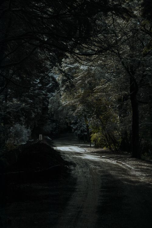 Free A tranquil dirt road winding through an enchanting forest in San Carlos de Bariloche, Argentina. Stock Photo