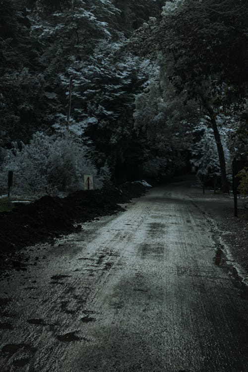 Dirt Road in Forest in Winter
