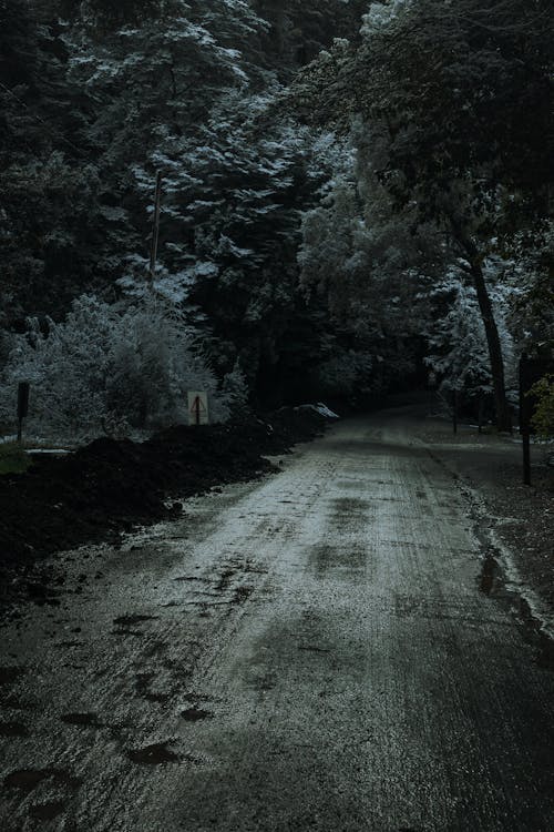 Foto d'estoc gratuïta de arbres, bosc, camí de carro