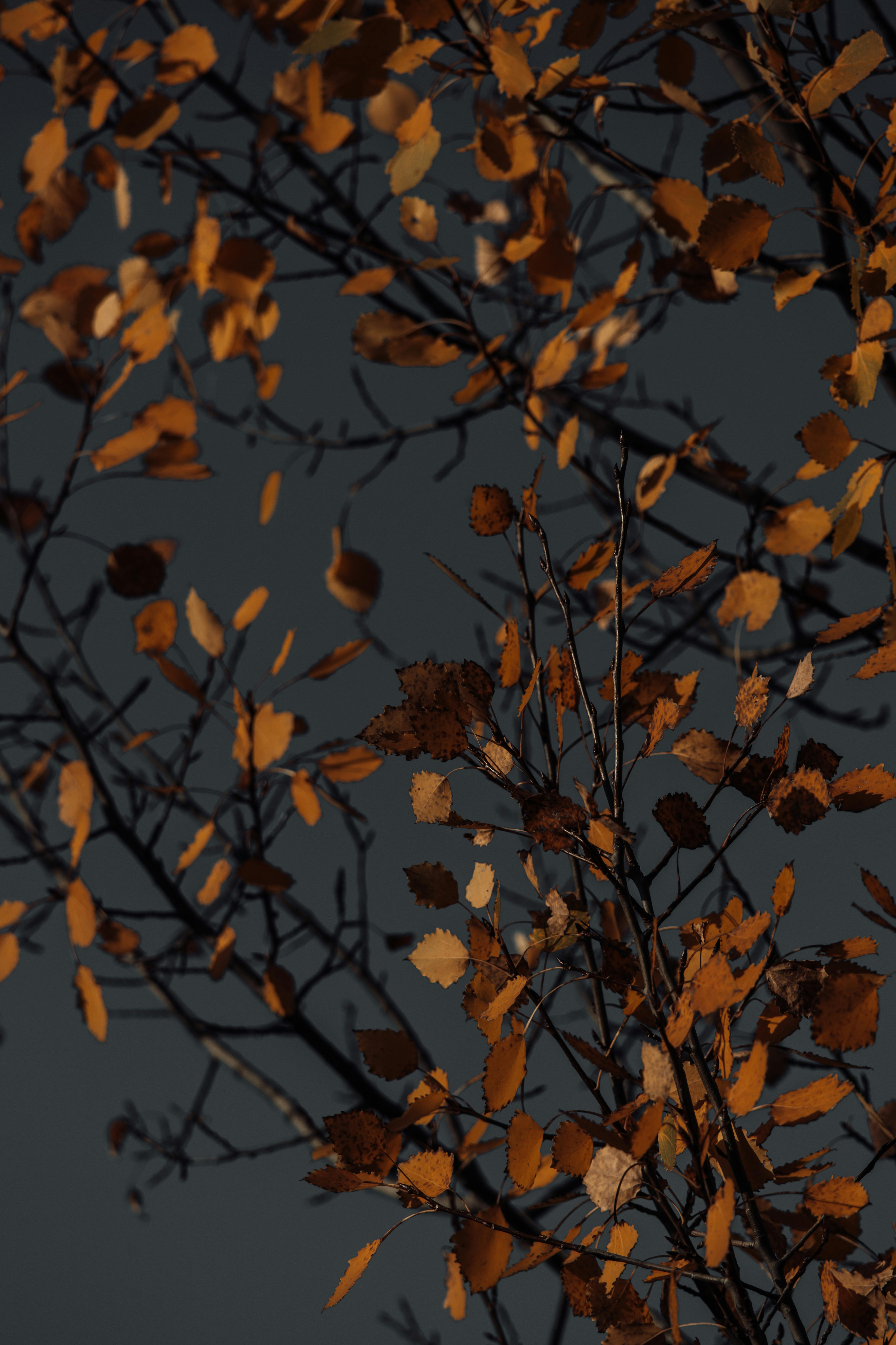 Striking close-up of autumn leaves with a moody dark background, ideal for seasonal themes.
