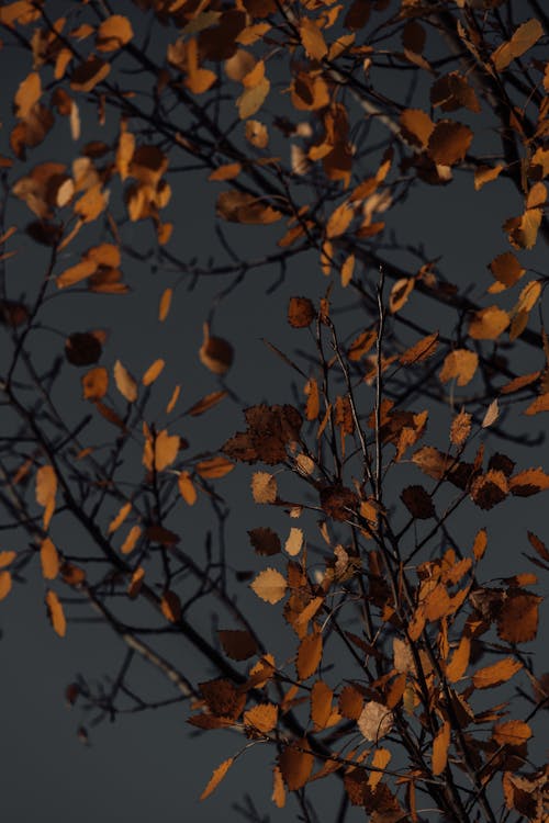 Brown Leaves in Autumn