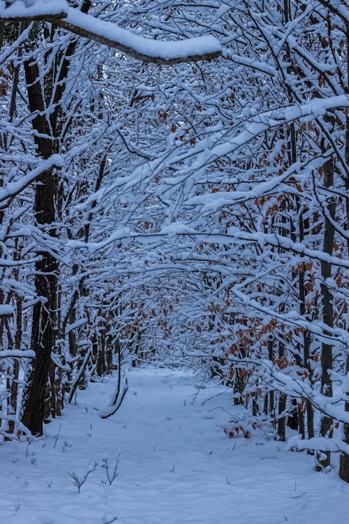 View of Snowy Trees in a Forest 