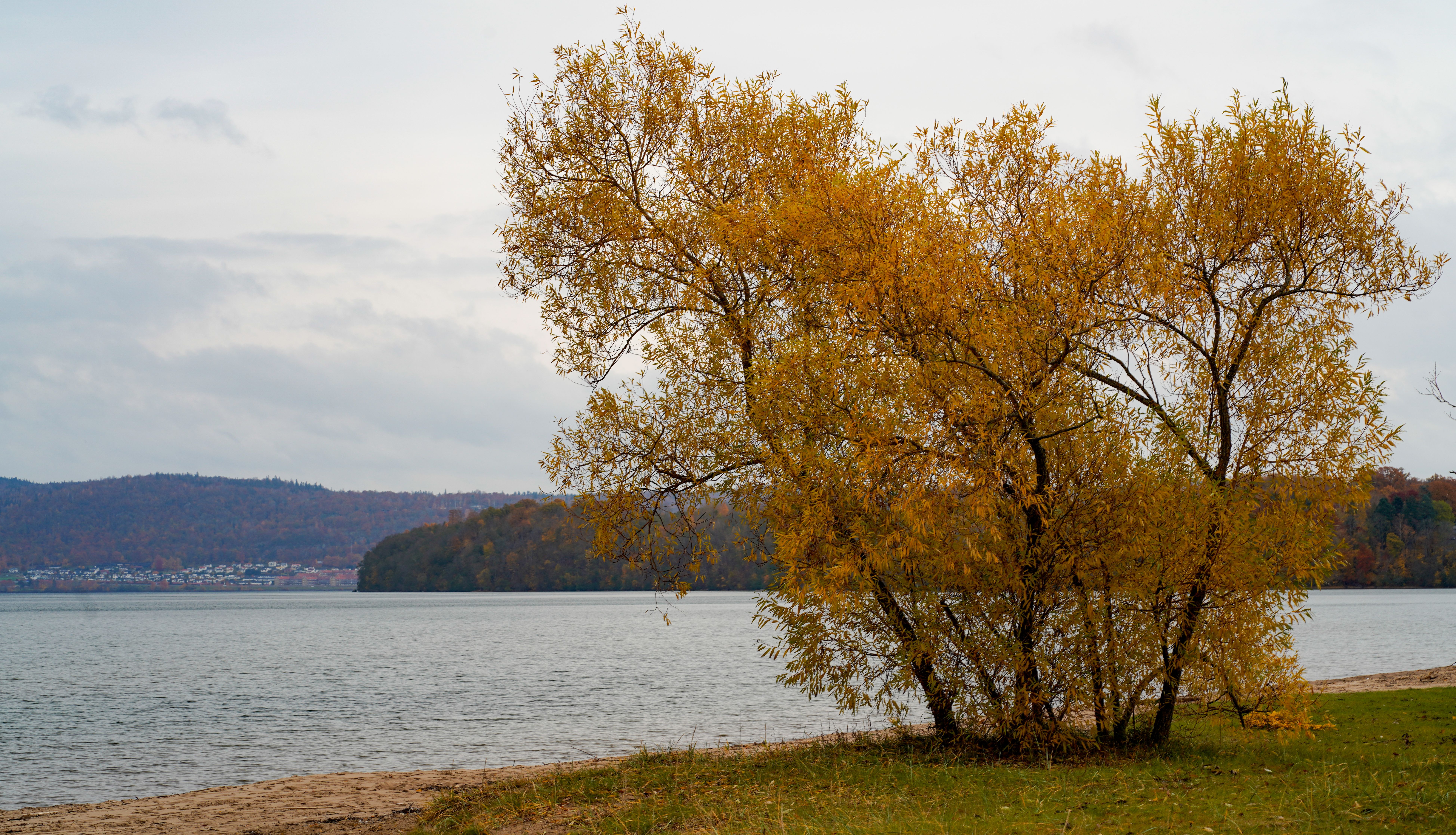 Autumn Trees by River · Free Stock Photo