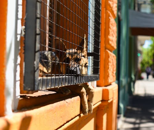 Kostenloses Stock Foto zu deutsch schäfer, fenster, haustier